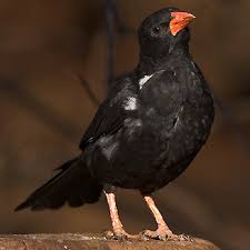 Black birds with a red beak nest suiton the mainland and insular coasts. Bubalornis Niger Redbilled Buffalo Weaver