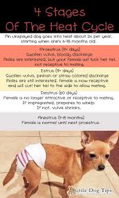 All You Need To Know When Your Dog S In Heat Little Dog Tips Dog In Heat Dog Heat Cycle Female Dog In Heat