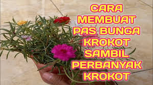 Tanaman krokot termasuk tanaman yang mudah di budidayakan, terbukti dari tanpa adanya perawatan sudah tumbuh subur. Ide Kreatif Menanam Bunga Krokot Youtube