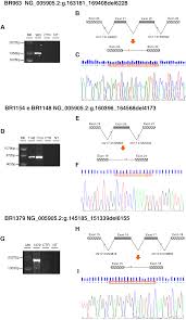 identification of novel brca1 large genomic rearrangements