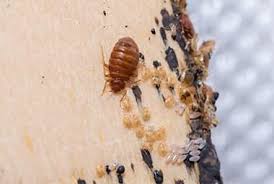 We will get our service techs out to your property immediately to help you regain control and eliminate all traces of these. Did You Know Bed Bugs Are Most Active In Fall Russell S Pest Control