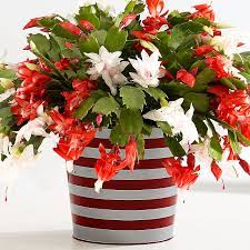 Christmas cactus are pretty plants, but getting them to produce their amazing flowers consistently can be a pain. How To Make A Christmas Cactus Bloom At Christmas
