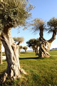 Pin By My Olive Tree On Olive Oil Beautiful Tree Olive Tree Unique Trees