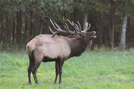 Elk cam in benezette pa. Call Of The Wild In Fall Tiny Benezette Becomes The Destination To View Elk During The Rut Town Gown Statecollege Com