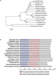 May 04, 2015 · aspergillus oryzae is a filamentous fungus, or mold, that is used in east asian (particularly japanese and chinese) food production, such as in soybean fermentation. Frontiers The Aspergillus Flavus Phosphatase Cdc14 Regulates Development Aflatoxin Biosynthesis And Pathogenicity Cellular And Infection Microbiology