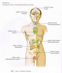 Chakras And Organs In The Human Body Kea0