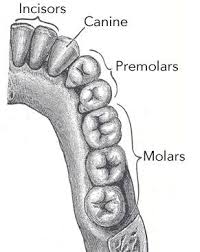 Dental Anatomy