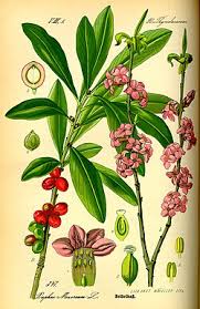 Image result for Synandrodaphne paradoxa
