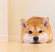 Pin By Shiba Tearoom On Shiba Shiba Inu Dog Shiba Puppy Japanese Dogs