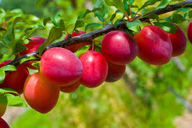  Plum image