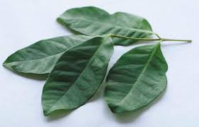 Book cheap flights to malaysia. Salam Leaf Daun Salam Ctfresh