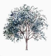 Image result for Grewia monticola