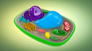The mitochondrion has an outer and an inner membrane (figure 1). Plant Animal Cell Video For Kids 6th 7th 8th Grade Science