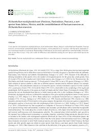 Image result for Panicum hymeniochilum