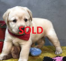 Labrador Retriever Puppies For Sale