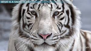The 1960s produced many of the best tv sitcoms ever, and among the decade's frontrunners is the beverly hillbillies. Snow Tiger Facts Lesson For Kids Video Lesson Transcript Study Com