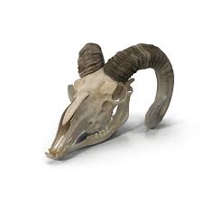 Pin By Isabel Mejia On Animals Goat Skull Traditional Tattoo Animals Skull Illustration
