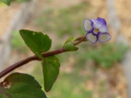 Image result for Lindernia conferta