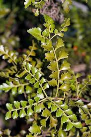 Image result for Phyllocladus trichomanoides