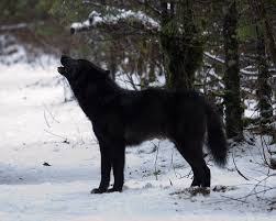 Tons of awesome black wolf wallpapers to download for free. Free Download 11 Eyes 3d Wallpapers 3d Wallpaper Wolf Wallpaper Black Wolf Wallpaper 1000x800 For Your Desktop Mobile Tablet Explore 47 Wolf 3d Wallpaper Free Wolf Wallpaper Wolves Wallpapers