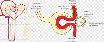 Proximal vs distal convoluted tubule. Macula Densa Proximal Tubule Distal Convoluted Tubule Nephron Kidney Kidney Text Cell Png Pngegg