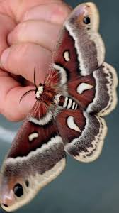 Image result for Xylopia shirensis