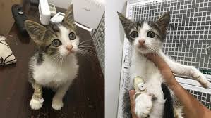 Sahiplendirilenler Kedi Sahiplendirme Ucretsiz Kedi Sahiplendirme Part 3