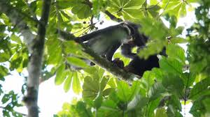 Image result for Musanga leo-errerae