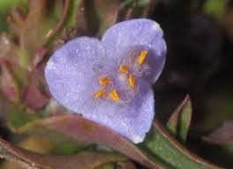 Image result for Cyanotis sp. aff. C. lapidosa