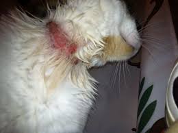 Flea symptoms are generally more intense than just dry skin, with serious scratching, biting the skin and obvious pain and discomfort occurring in the pet. How Can You Tell If Your Dog Has Fleas Or Dry Skin