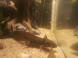 Mudkip The Axolotl Axolotl Mudkip