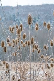 Image result for Dipsacaceae