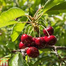 Delivery information view product description. Fruit Tree Collection Mini Fruit Tree Thompson Morgan