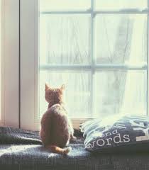 And i really mean that. How Long Can You Leave A Cat Alone Days To Weeks Where Is The Cut Off