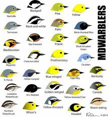 Warbler Help Bird Identification List Of Birds Wild Birds