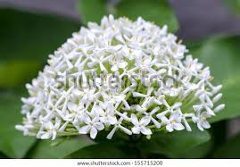 Image result for Ixora fastigiata