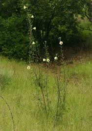 Image result for Hibiscus engleri