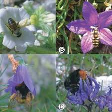 Read more about beyond blue imp. Pdf Natural Delineation Molecular Phylogeny And Floral Evolution In Campanula