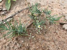 Image result for Hypertelis