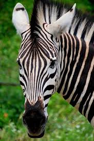 Kruger National Park Animals Zebra Face Animals Beautiful
