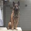 Dutch Shepherd Vs German Shepherd