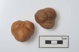 Image result for Excoecaria bussei