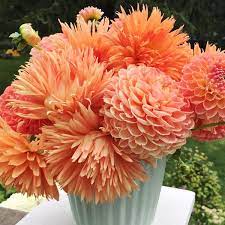 How To Deadhead Dahlias For Blooms All Season Long The Impatient Gardener Dahlia Fish Pond Gardens Bloom
