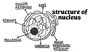 How To Draw Structure Of Nucleus How To Draw Nucleus Drawing Structure Of Nucleus Nucleus Daigram Youtube It is a compact cluster of neurons. how to draw nucleus drawing structure