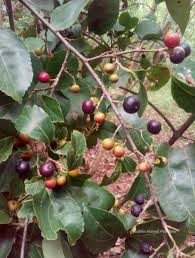Image result for Flacourtia indica