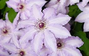 The flowers have a ruffled edge and a lavender tint that becomes darker choose a sunny garden location where the soil drains well. Gardening Calendar May 2010 Week 1