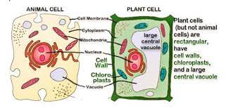 Check spelling or type a new query. Why Do Plants Have A Larger Vacuole Than Animal Ce Class 8 Biology Cbse