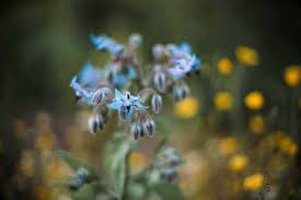 Working with Plant Intelligence with Scott Kloos