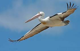 Getting up in the air can be challenging without the help of the interesting facts about pelicans. Pelican San Diego Zoo Animals Plants