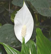 Scegli qui sotto i migliori arbusti sempreverdi, con bacche. Lo Spathyphillum Centro Di Giardinaggio San Fruttuoso